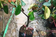 Địa chỉ cung cấp cây giống vú sữa