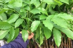 CÂY GIỐNG TRÁM ĐEN