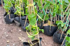 Cây giống hoa thiên lý tại Hà Nội