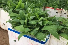 Cây giống chuối tây thái lùn tại Hà Nội
