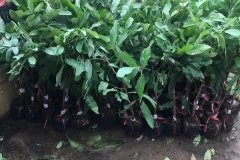 NƠI CUNG CẤP GIỐNG CÂY NHÃN IDO