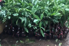 High-Quality Indo Longan Seedlings for Sale in Hanoi