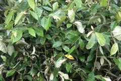 CÂY GIỐNG NHÓT NGỌT