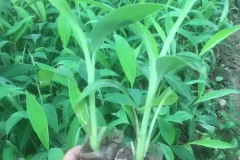 Cây giống chuối tây thái chất lượng cao tại Hà Nội