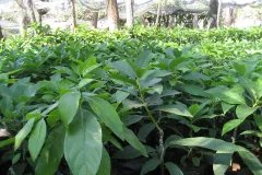 Địa chỉ cung cấp cây giống bơ booth7