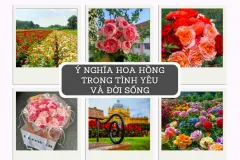 Ý nghĩa hoa hồng trong tình yêu và đời sống tại Thành phố Hồ Chí Minh