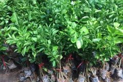 CÂY GIỐNG CAM XOÀN