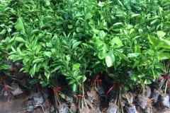 Cây giống cam xoàn chất lượng cao tại Hà Nội
