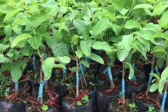 Cây giống na Thái chất lượng cao tại Hà Nội