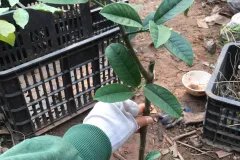 CÂY GIỐNG PHẬT THỦ