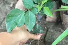 Bán cây cam chất lượng cao tại Hà Nội