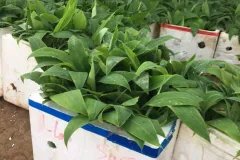 CÂY GIỐNG CHUỐI TÂY THÁI LÙN