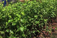 Bán giống cây táo Thái tại Hà Nội