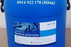Men vi sinh Bacillus Polymyxa, tăng cường hệ miễn dịch cho vật nuôi