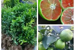 CÂY GIỐNG CHANH ĐÀO