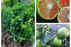 Cây giống chanh đào chất lượng cao tại Hà Nội