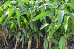 NƠI CUNG CẤP GIỐNG CÂY XOÀI TỨ QUÝ