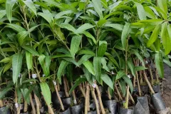 Cung cấp cây giống xoài tím tại Hà Nội