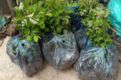 GIỐNG CÂY TÁO LÊ