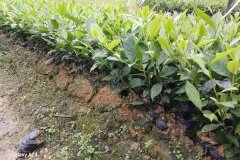 CÂY GIỐNG TRÀ XANH