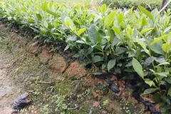 Cây giống trà xanh chất lượng cao tại Hà Nội