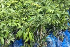 NƠI CUNG CẤP GIỐNG CÂY VẢI CHÍN SỚM