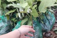 CÂY GIỐNG MUỒNG HOÀNG YẾN