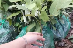 Cây giống muồng hoàng yến chất lượng cao tại Hà Nội