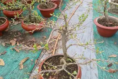 Cây Mai Vàng và Hoa Tết Giao Toàn Quốc