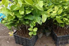 CÂY GIỐNG HỒNG GIÒN