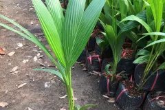CÂY GIỐNG DỪA XIÊM XANH