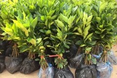 Địa chỉ cung cấp cây giống bưởi luận văn