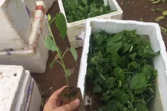 Cây giống chanh leo ngọt Colombia tại Hà Nội