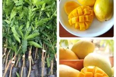 NƠI CUNG CẤP GIỐNG CÂY XOÀI CÁT HÒA LỘC