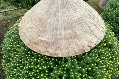 Cúc mâm xôi sẵn vườn size 90 - 100cm