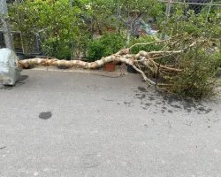 Em cần tìm xe gửi 1 cây về: Cây xăng