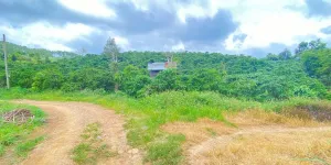 Bán 1,3 ha đất trồng cafe tại Lâm Đồng