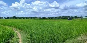 CẦN BÁN 11.677M2 ĐẤT LÚA THUỘC KHU DÂN CƯ XÂY MỚI GẦN ĐH PHẠM NGỌC