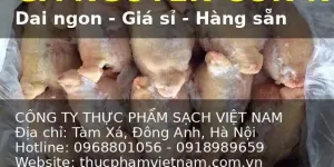 Gà Nguyên Con Đông Lạnh Hàng Nhập Khẩu
