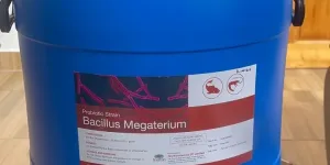 Men Vi Sinh Bacillus Megaterium, Hỗ Trợ Đường Ruột, Giải Pháp Thay Thế Kháng Sin