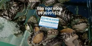 Bào ngư tươi ngon