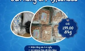 Em nhận gửi hàng đi Mỹ và Canada giá chỉ 199.000đ/kg.
