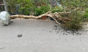 Em cần tìm xe gửi 1 cây về: Cây xăng