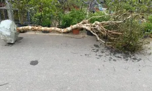 Cần tìm xe vận chuyển cây; từ Hà Nội đến Đà Nẵng